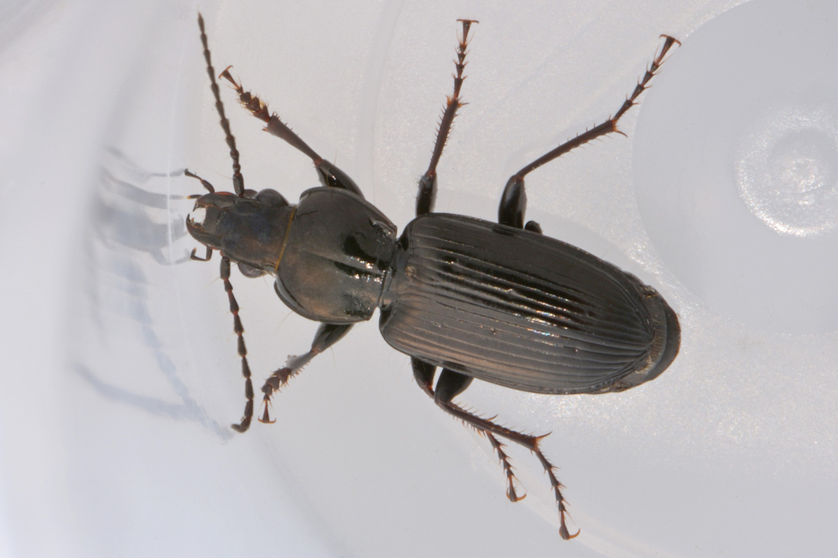 Carabidae: Pterostichus cfr. nigrita